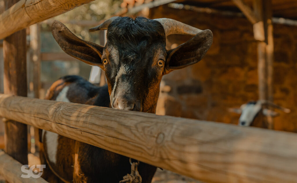 Cretan Olive Farm – Village Trip, Excursions in East Crete